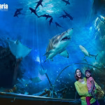 Dive into the heart of Kuala Lumpur's wonders! 🐠 Aquaria KLCC, one of Klook's Malaysia 15 Best Sellers, with IM+ bookings, brings you closer to 5,000+ marine creatures. Ready for the walk-through tunnel? Book your tickets easily on Klook!