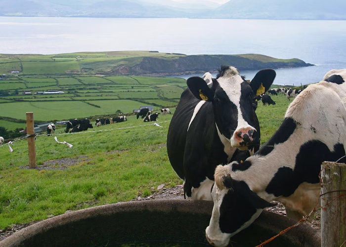 Cows in a feeding trough on a farm in Ireland, representing opportunities for Filipino Jobs Abroad Ireland in the agricultural sector.