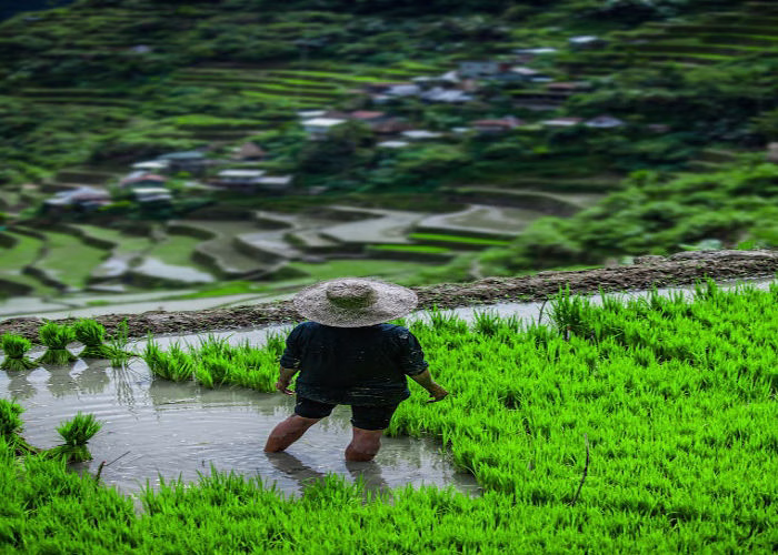 A Filipino farmer planting rice in the Banaue Rice Terraces, symbolizing the aspirations behind seeking Filipino Jobs Abroad.