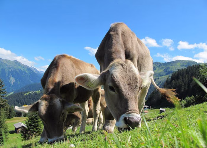 Filipinos are highly sought after for New Zealand's thriving agriculture industry, with many job opportunities available through POEA Jobs New Zealand For Filipino.